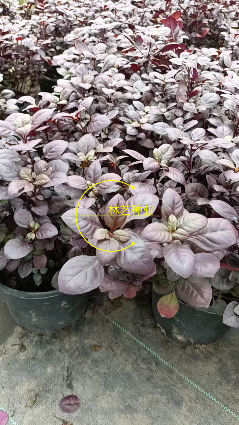 紫叶莲子草盆栽花镜植物阳台庭院绿植多年生宿根花卉耐热耐寒