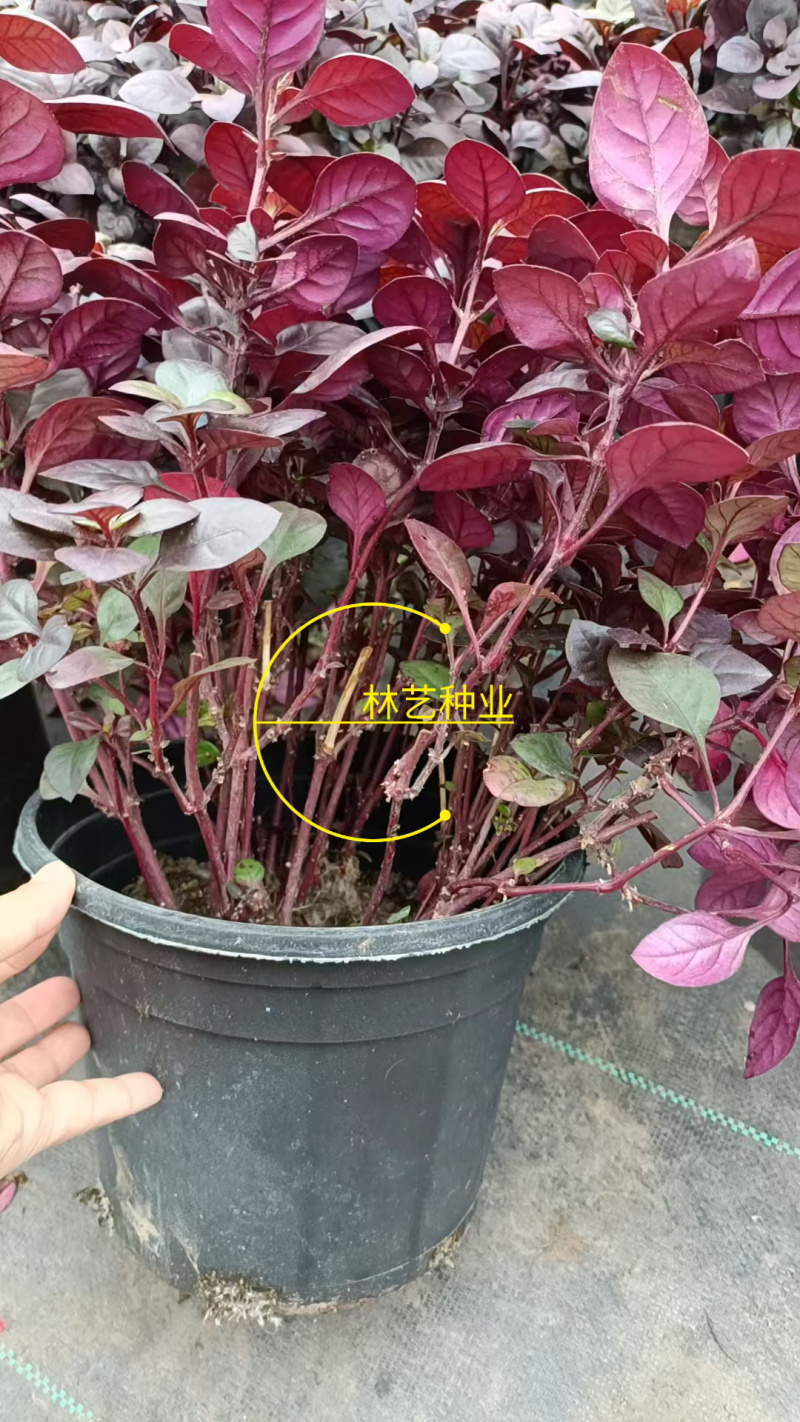 紫叶莲子草盆栽花镜植物阳台庭院绿植多年生宿根花卉耐热耐寒