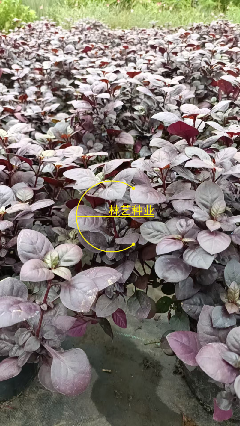 紫叶莲子草盆栽花镜植物阳台庭院绿植多年生宿根花卉耐热耐寒
