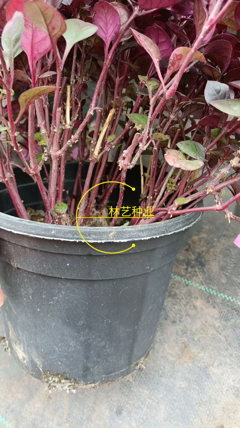 紫叶莲子草盆栽花镜植物阳台庭院绿植多年生宿根花卉耐热耐寒