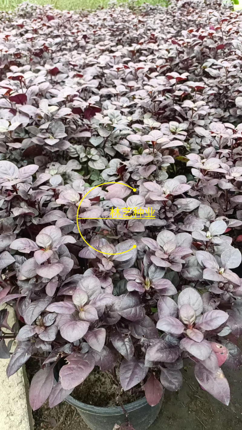 紫叶莲子草盆栽花镜植物阳台庭院绿植多年生宿根花卉耐热耐寒
