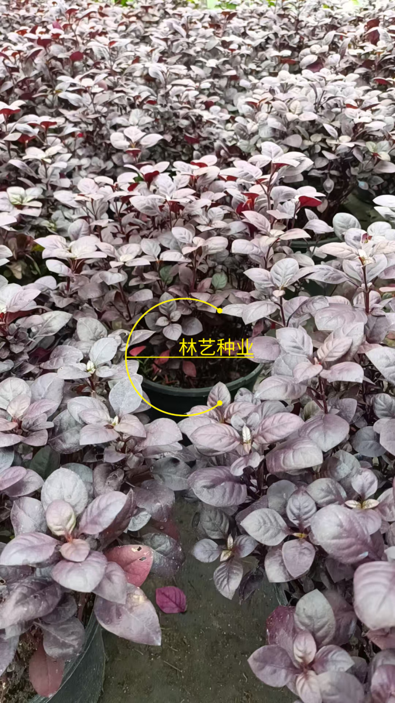 紫叶莲子草盆栽花镜植物阳台庭院绿植多年生宿根花卉耐热耐寒