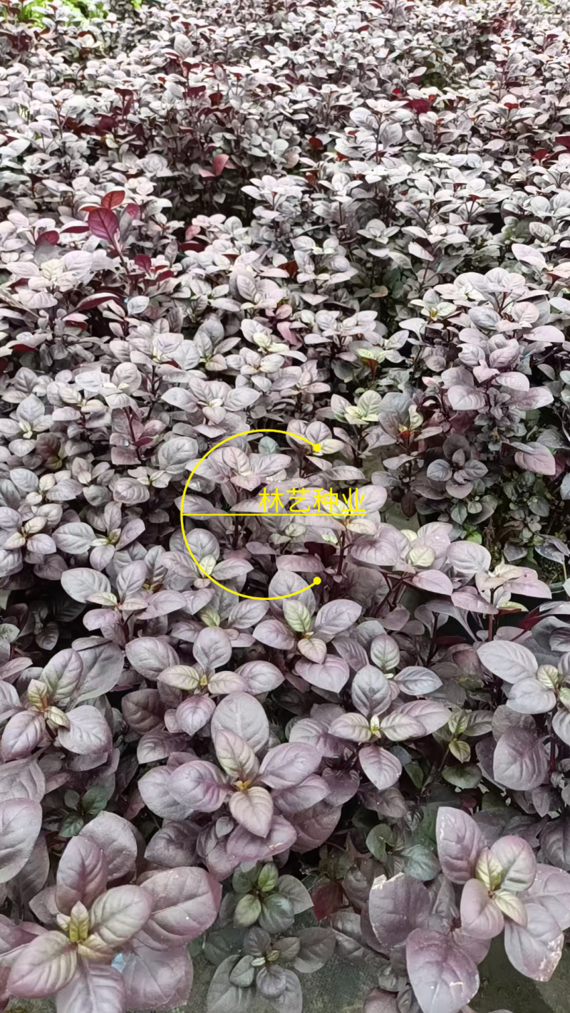 紫叶莲子草盆栽花镜植物阳台庭院绿植多年生宿根花卉耐热耐寒