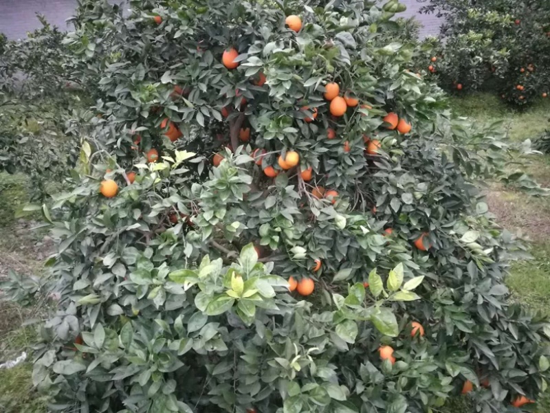 鲜果脐橙锦橙大量上市，货好，糖，化渣，来哟搞皮