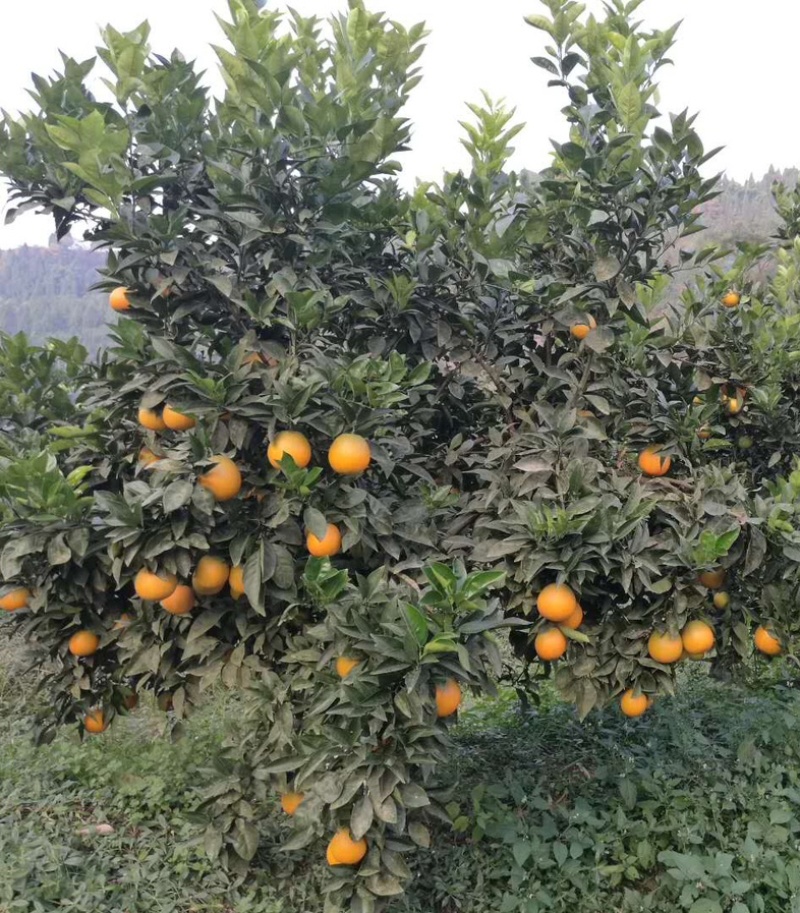 鲜果脐橙锦橙大量上市，货好，糖，化渣，来哟搞皮