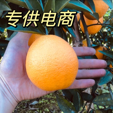 鲜果脐橙锦橙大量上市，货好，糖，化渣，来哟搞皮