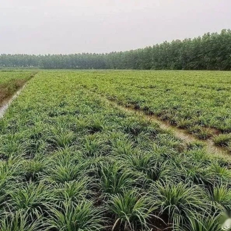 石菖蒲种苗带泥带根现挖现发基地直供石菖蒲批发零售