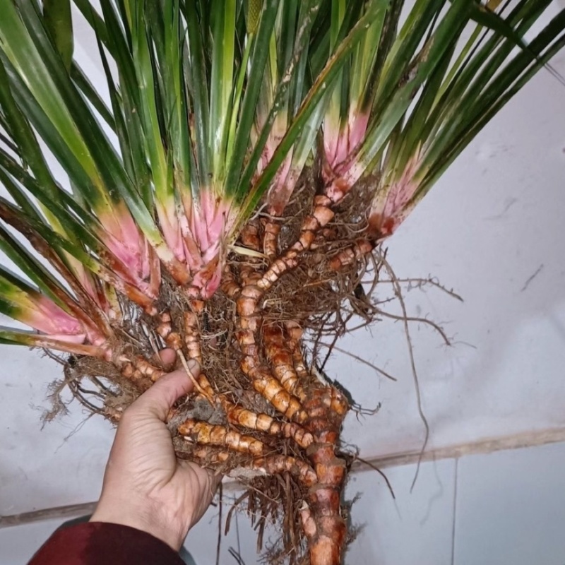 石菖蒲种苗带泥带根现挖现发基地直供石菖蒲批发零售