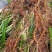 石菖蒲种苗带泥带根现挖现发基地直供石菖蒲批发零售