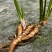 石菖蒲种苗带泥带根现挖现发基地直供石菖蒲批发零售