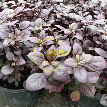 紫叶莲子草盆栽花镜植物阳台庭院绿植多年生宿根花卉耐热耐寒
