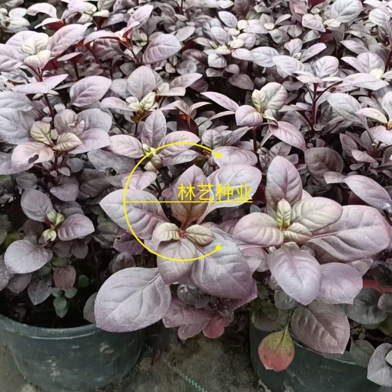 紫叶莲子草盆栽花镜植物阳台庭院绿植多年生宿根花卉耐热耐寒