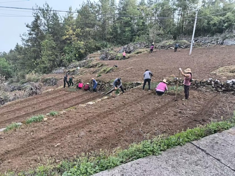 四川麦冬种苗带根带果小叶麦冬苗基地直供批发零售
