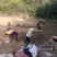 四川麦冬种苗带根带果小叶麦冬苗基地直供批发零售