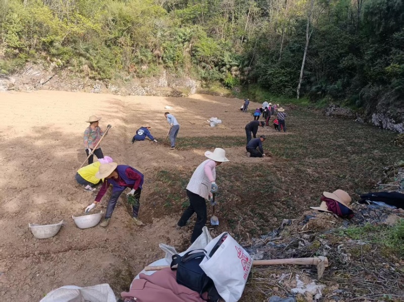 四川麦冬种苗带根带果小叶麦冬苗基地直供批发零售