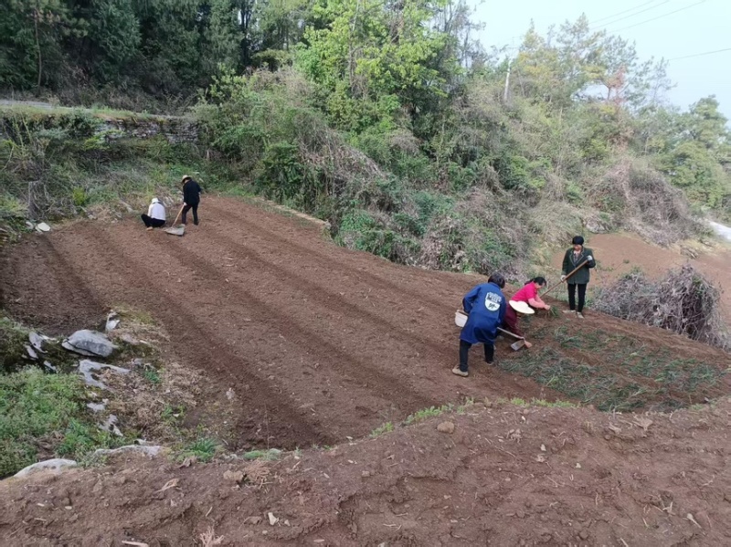 四川麦冬种苗带根带果小叶麦冬苗基地直供批发零售