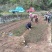 四川麦冬种苗带根带果小叶麦冬苗基地直供批发零售