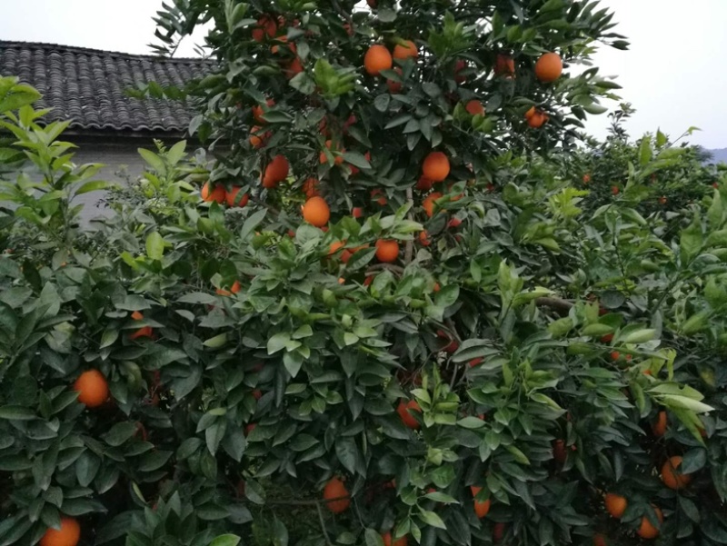 电商脐橙锦橙本地脐橙火红脐橙皮薄汁多化渣甜🉐️狠