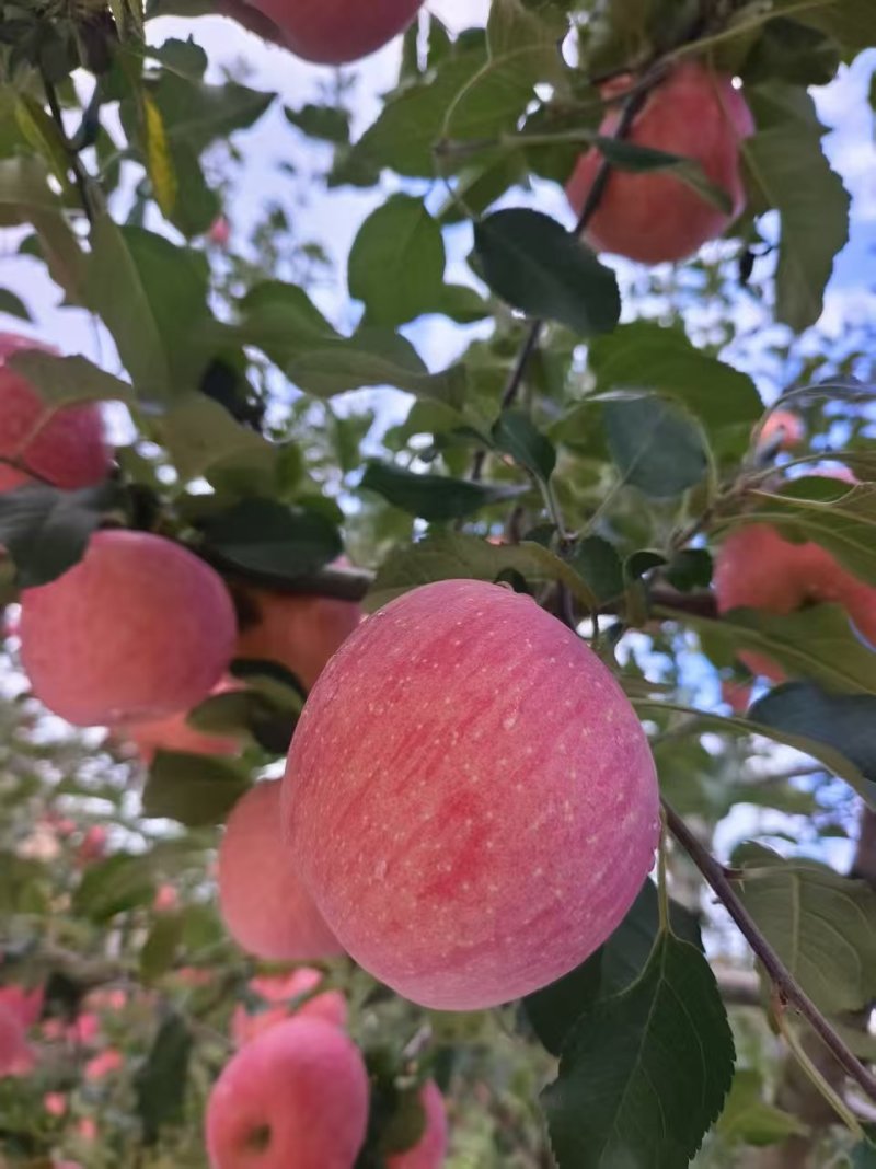 庆阳正宁县