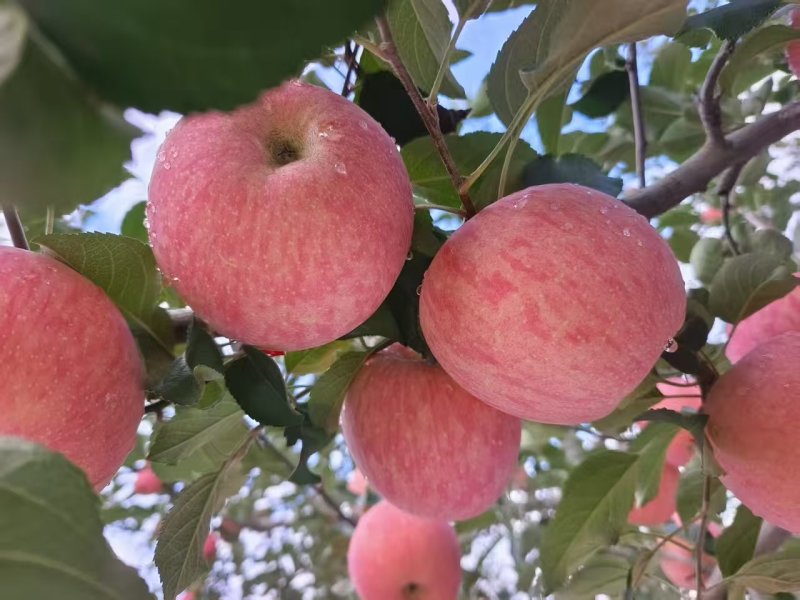 庆阳正宁县