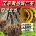 四川黄柏树苗超厚皮大叶苗基地直供批发零售