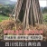 四川黄柏树苗超厚皮大叶苗基地直供批发零售