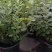 进口菲油果盆栽阳台庭院盆栽地栽可食用易养喜光观赏果苗