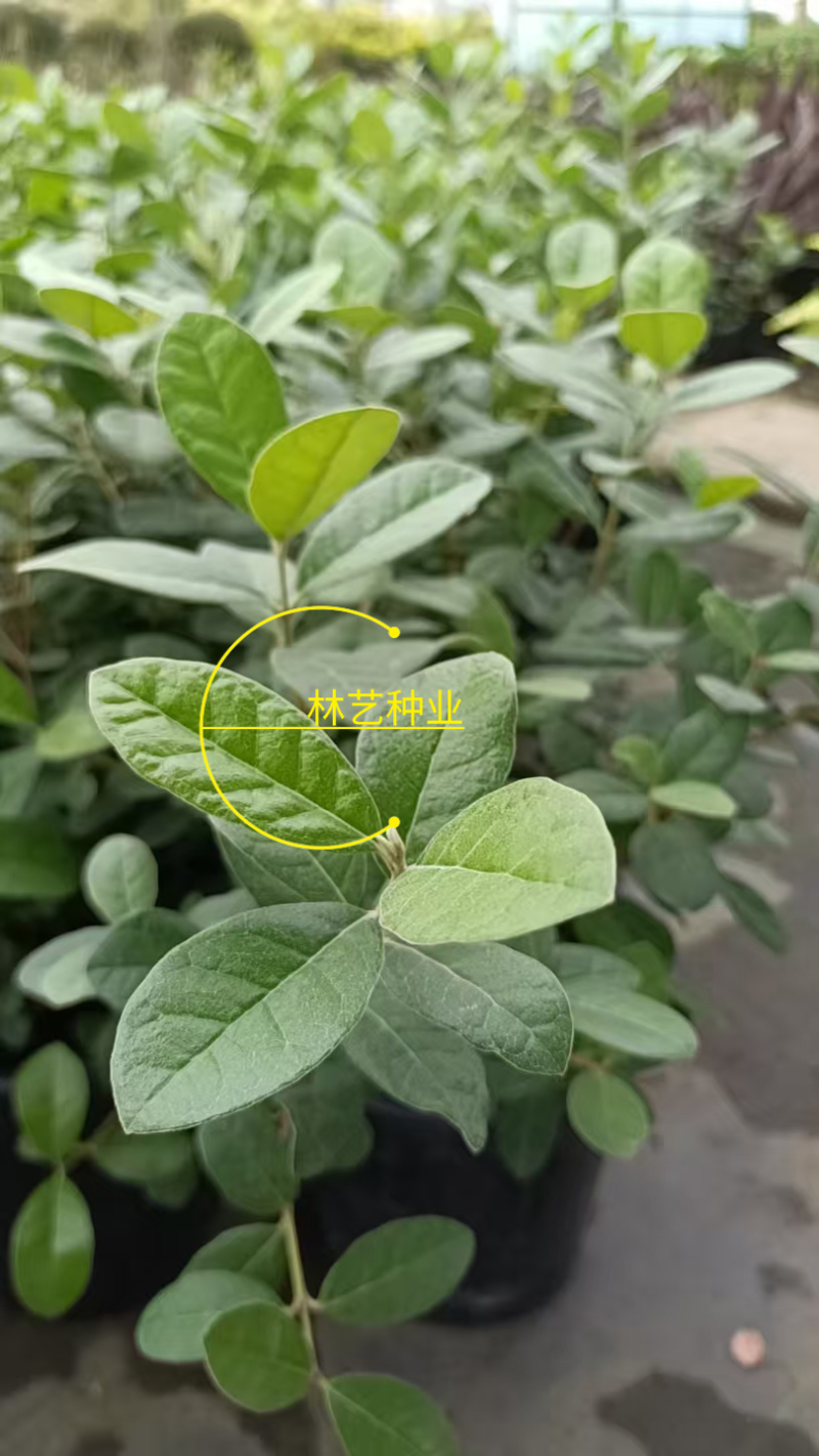 进口菲油果盆栽阳台庭院盆栽地栽可食用易养喜光观赏果苗