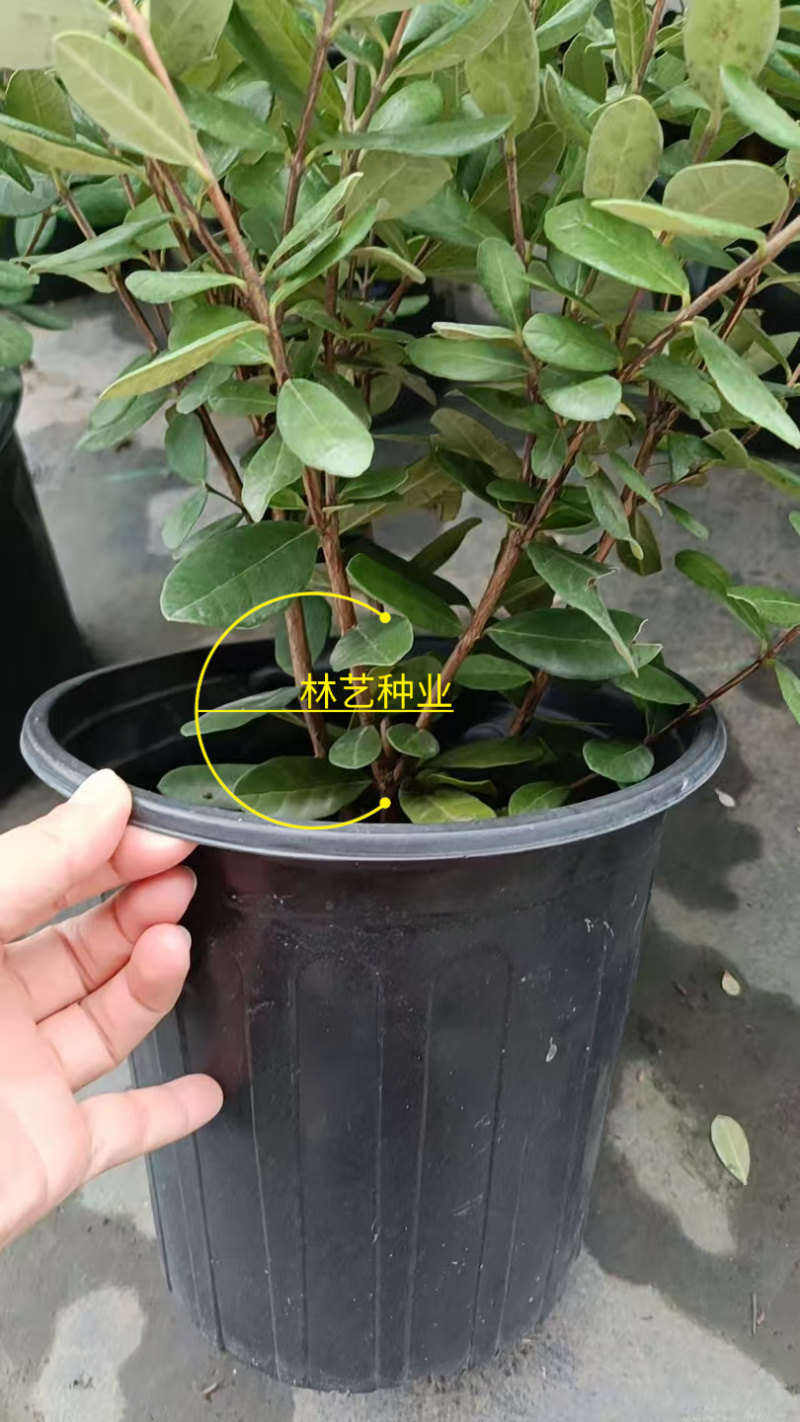 进口菲油果盆栽阳台庭院盆栽地栽可食用易养喜光观赏果苗