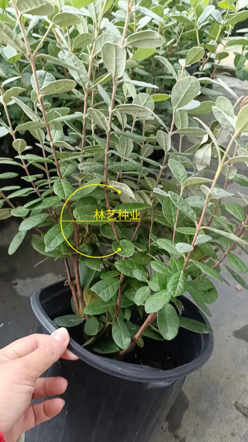 进口菲油果盆栽阳台庭院盆栽地栽可食用易养喜光观赏果苗