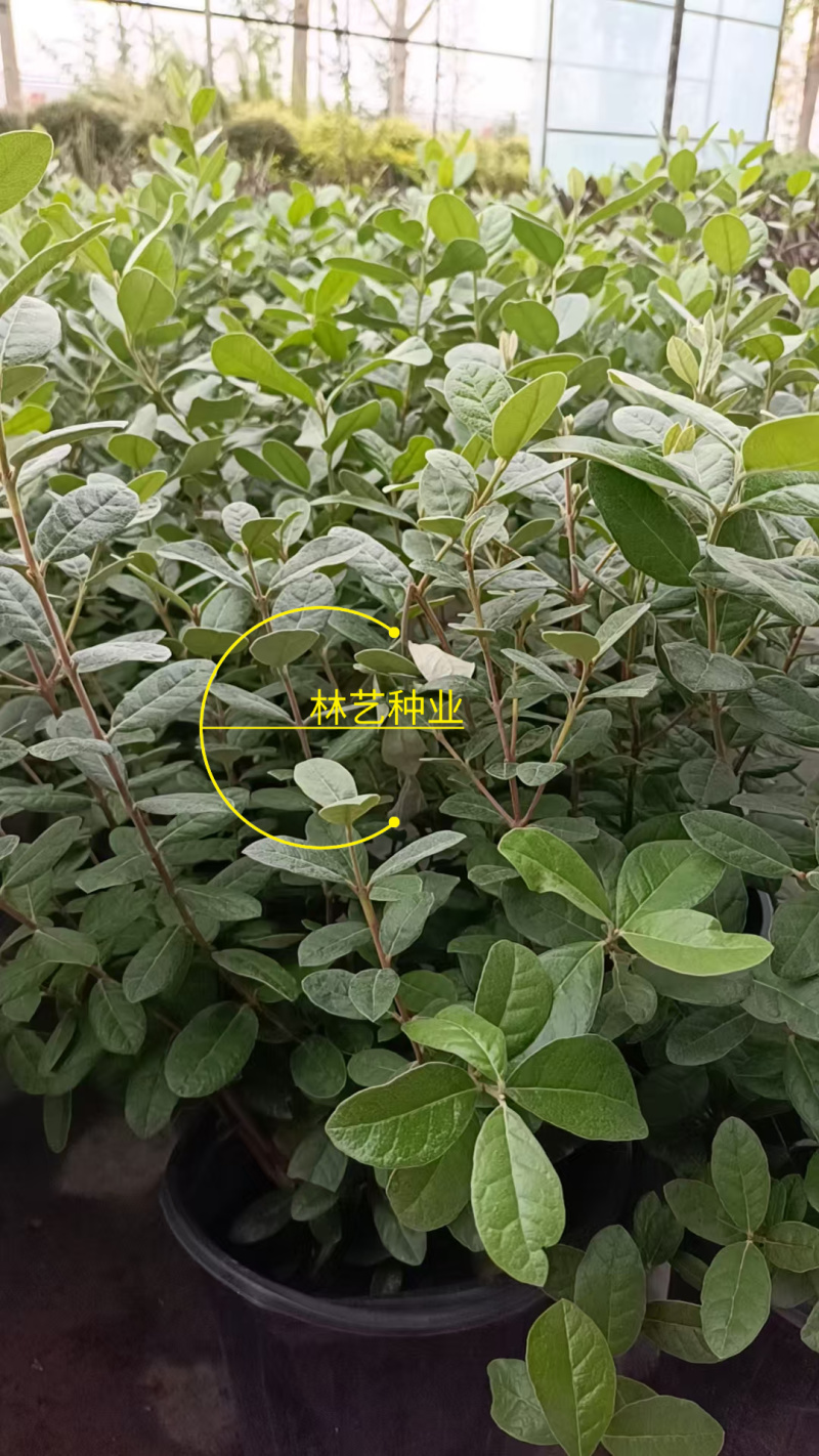 进口菲油果盆栽阳台庭院盆栽地栽可食用易养喜光观赏果苗