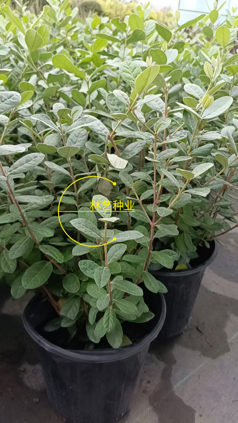 进口菲油果盆栽阳台庭院盆栽地栽可食用易养喜光观赏果苗