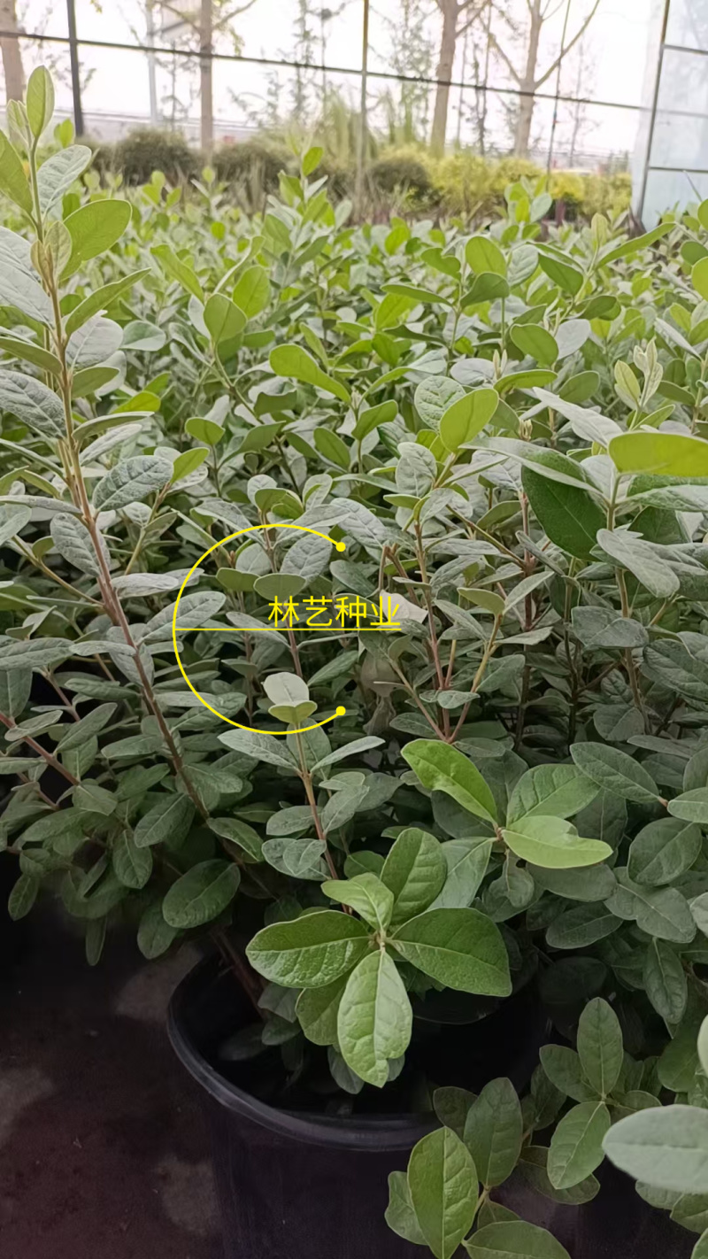 进口菲油果盆栽阳台庭院盆栽地栽可食用易养喜光观赏果苗
