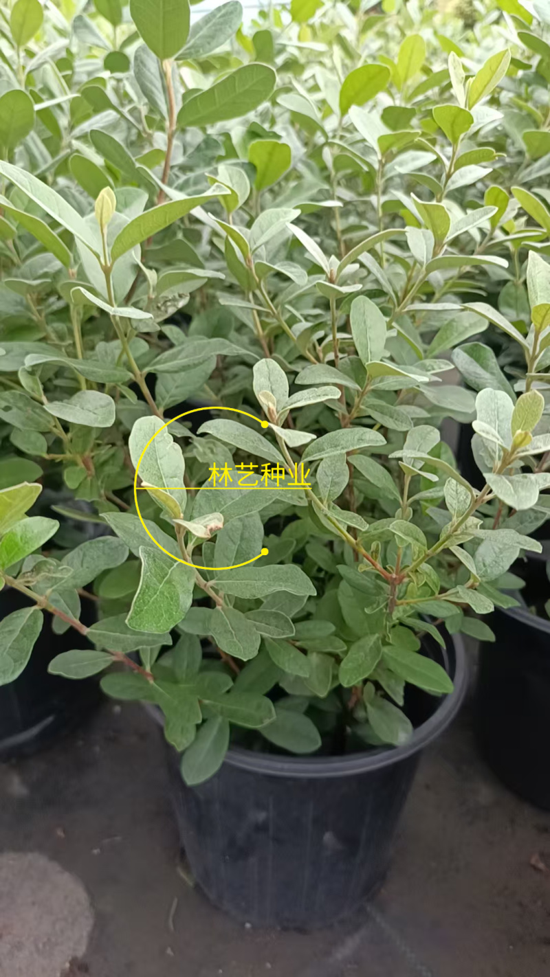 进口菲油果盆栽阳台庭院盆栽地栽可食用易养喜光观赏果苗