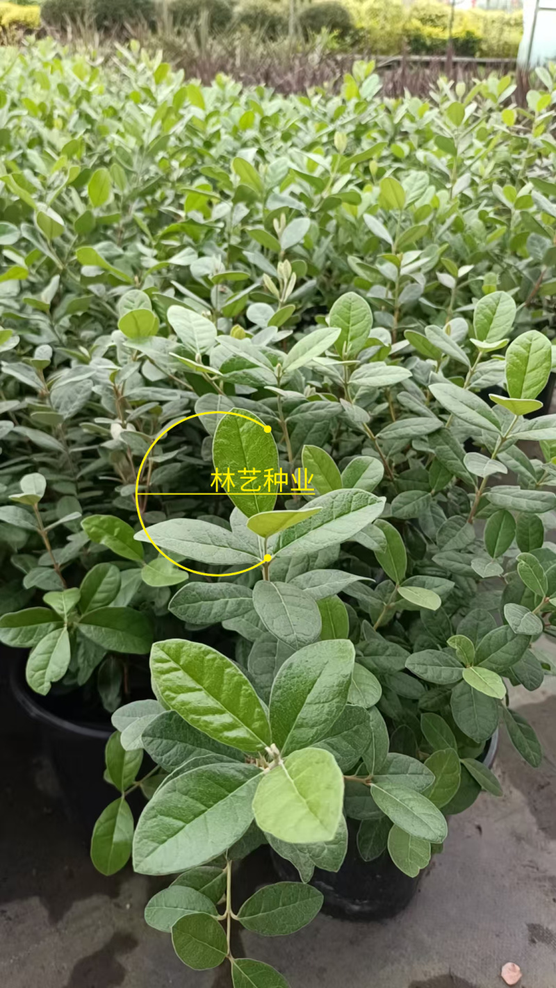 进口菲油果盆栽阳台庭院盆栽地栽可食用易养喜光观赏果苗