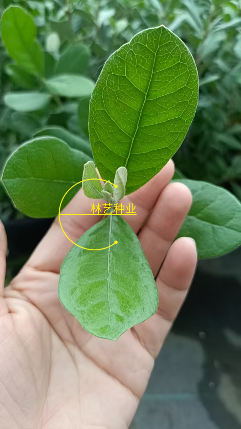进口菲油果盆栽阳台庭院盆栽地栽可食用易养喜光观赏果苗