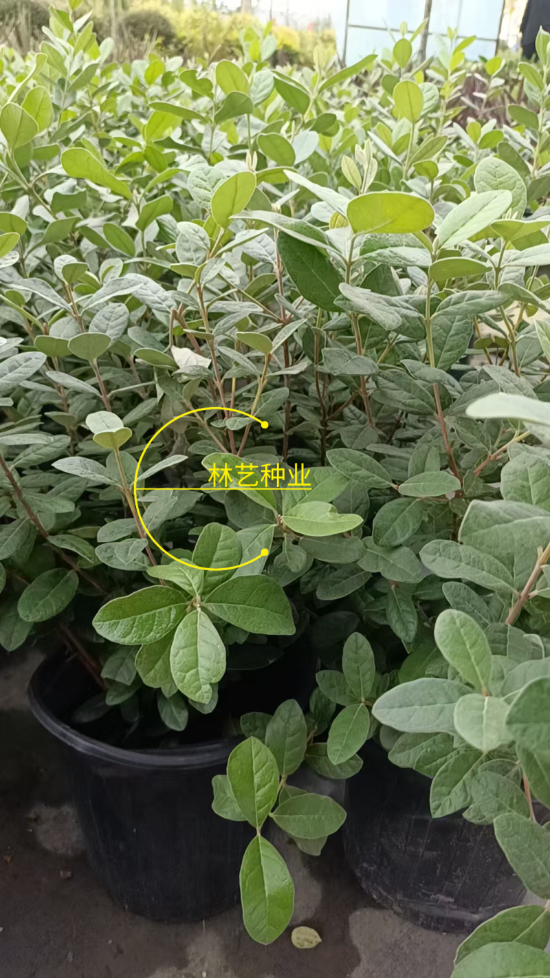 进口菲油果盆栽阳台庭院盆栽地栽可食用易养喜光观赏果苗