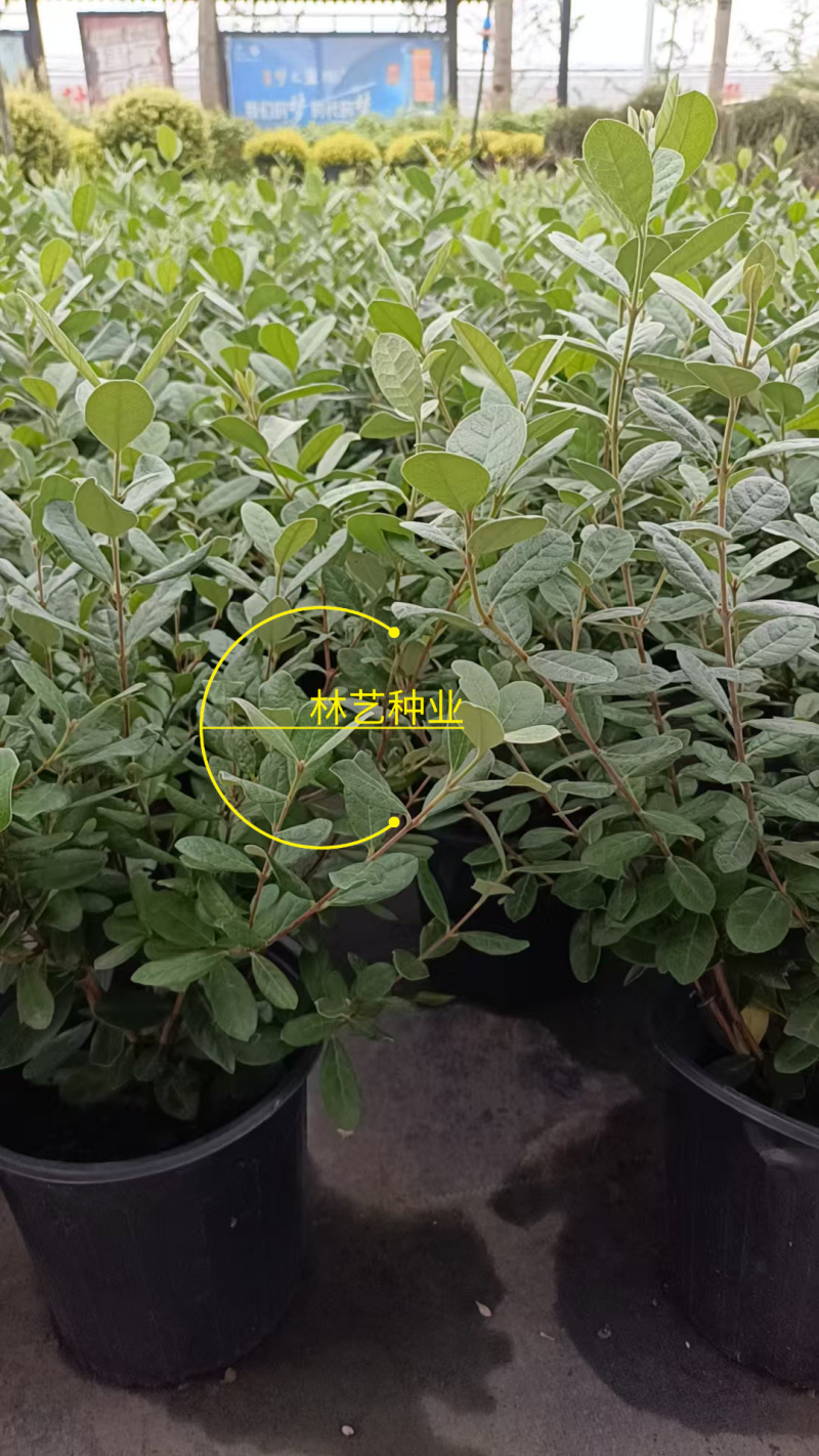 进口菲油果盆栽阳台庭院盆栽地栽可食用易养喜光观赏果苗