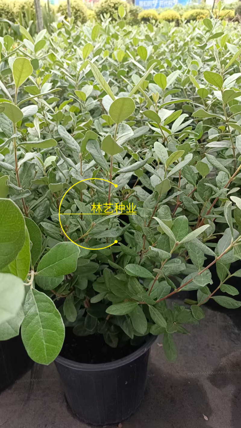 进口菲油果盆栽阳台庭院盆栽地栽可食用易养喜光观赏果苗