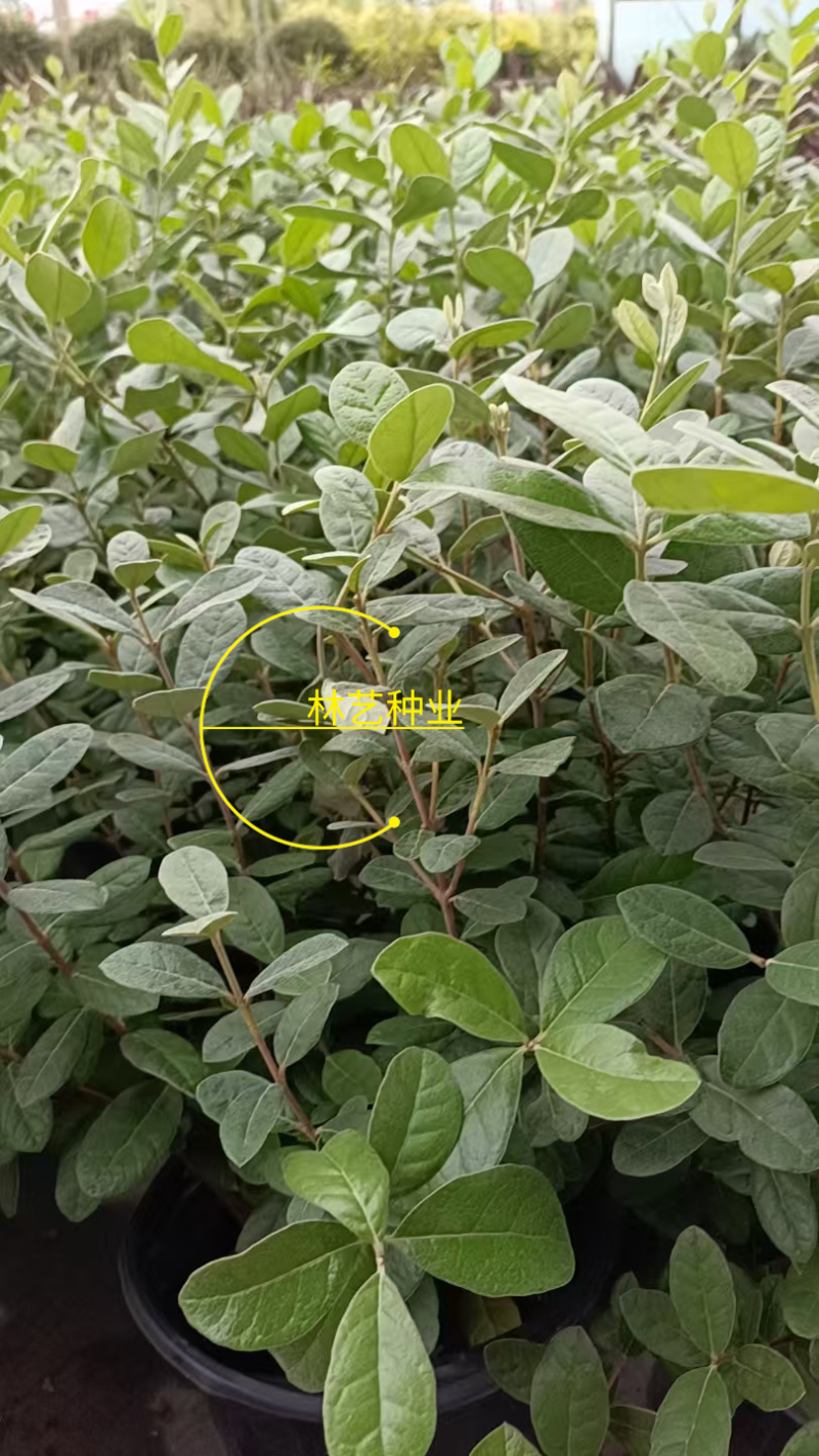进口菲油果盆栽阳台庭院盆栽地栽可食用易养喜光观赏果苗