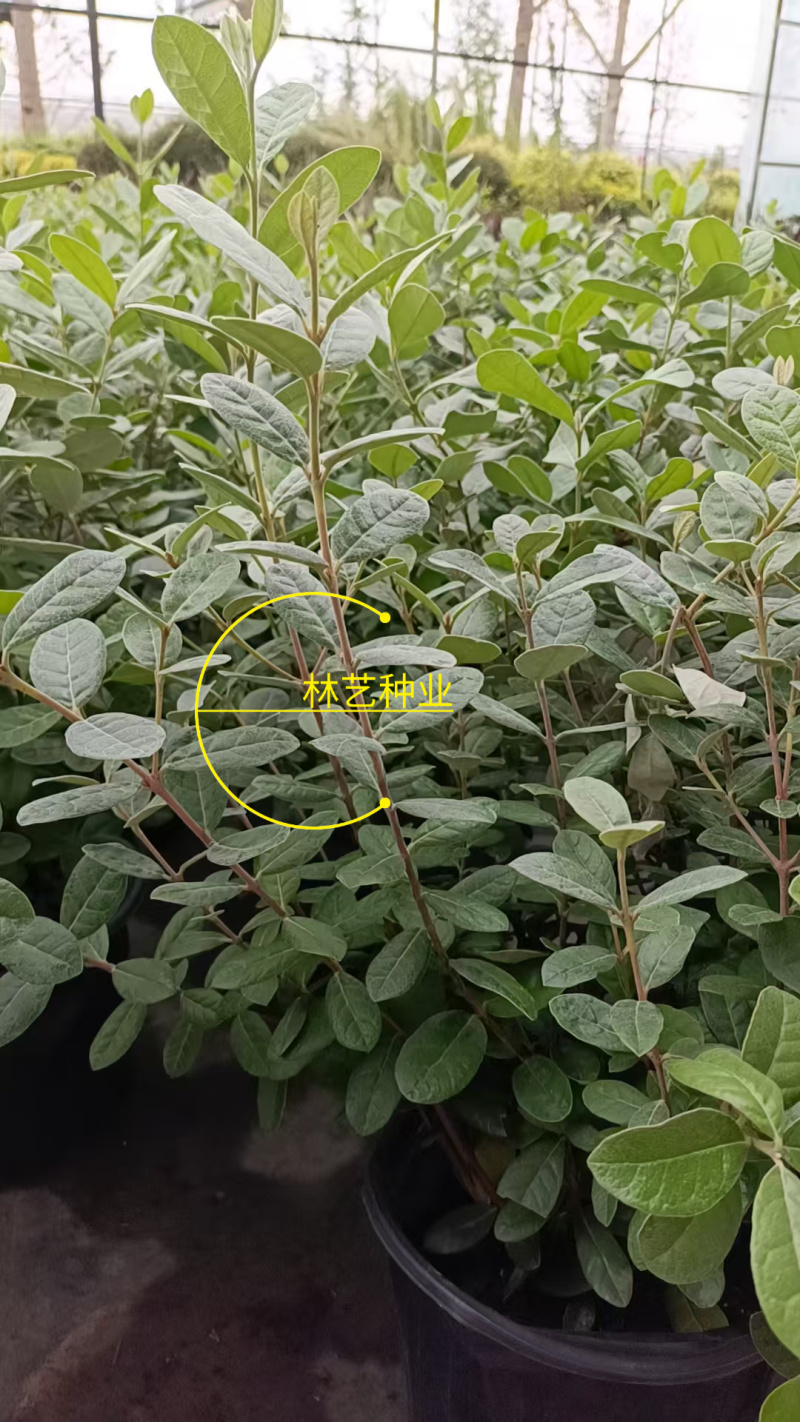 进口菲油果盆栽阳台庭院盆栽地栽可食用易养喜光观赏果苗