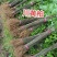 四川黄柏树苗超厚皮大叶苗基地直供批发零售