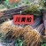 四川黄柏树苗超厚皮大叶苗基地直供批发零售