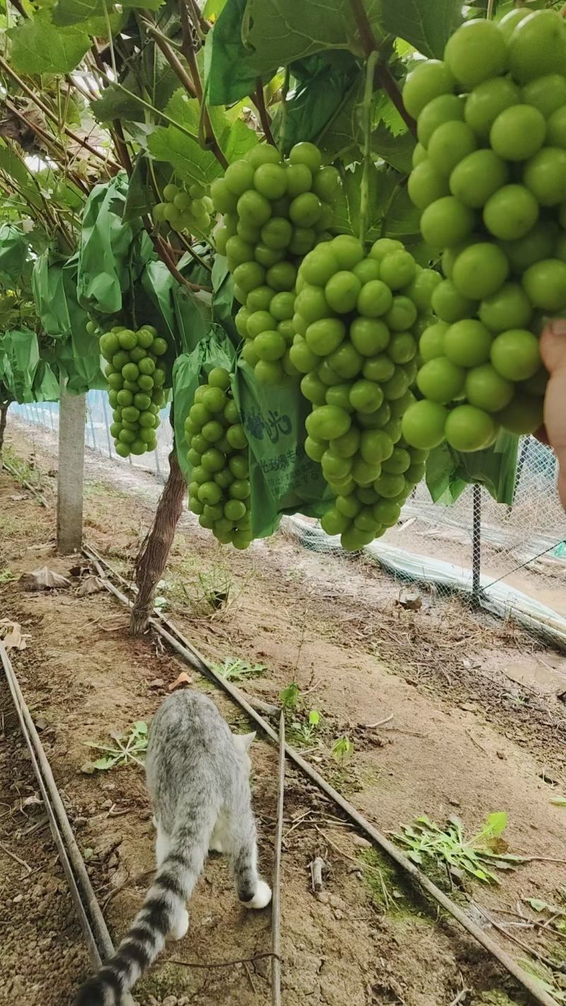 精品阳光玫瑰，产地直供，全国代购，代发。