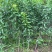四川峨眉山珍珠李子苗免嫁接一年结果基地直供果苗