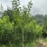 四川峨眉山珍珠李子苗免嫁接一年结果基地直供果苗