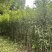 四川峨眉山珍珠李子苗免嫁接一年结果基地直供果苗