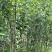 四川峨眉山珍珠李子苗免嫁接一年结果基地直供果苗