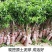 四川峨眉山珍珠李子苗免嫁接一年结果基地直供果苗