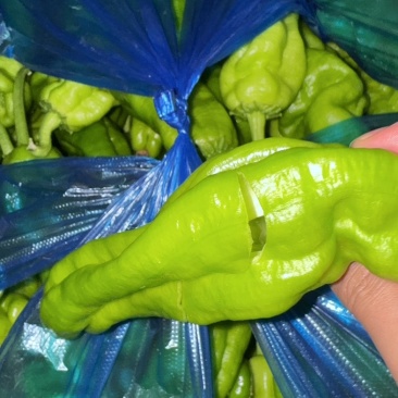 青椒薄皮